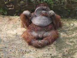 Say Cheese.....: 40 ugly animal photos