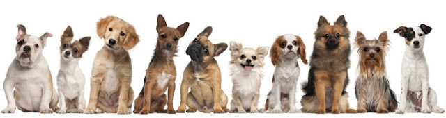 Little sweets in life Dogzbox die Überraschungsbox für Hunde