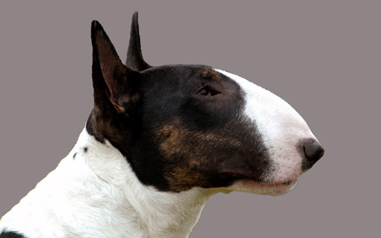Black Flat Foot Dog Black Flat Foot Dog