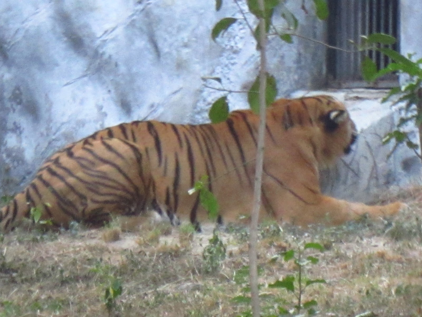 Tiger At Kanpur Zoo Atul Gaur