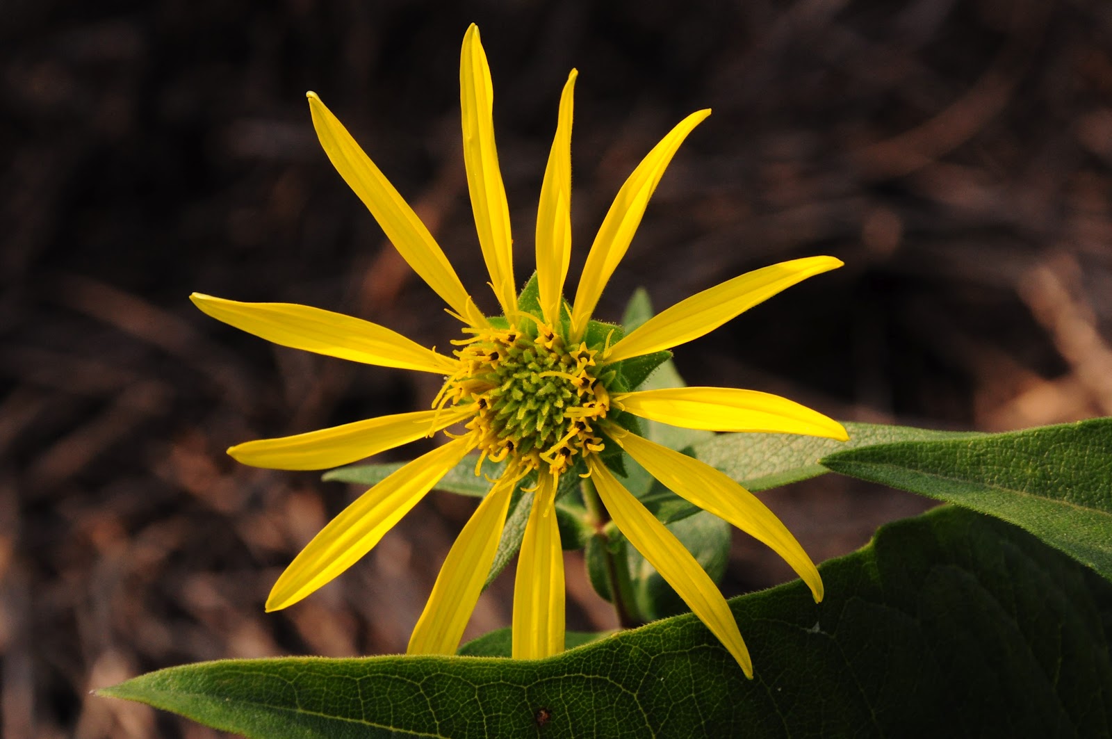 An Adirondack Naturalist in Central New York The Yellow Flowers of Fall