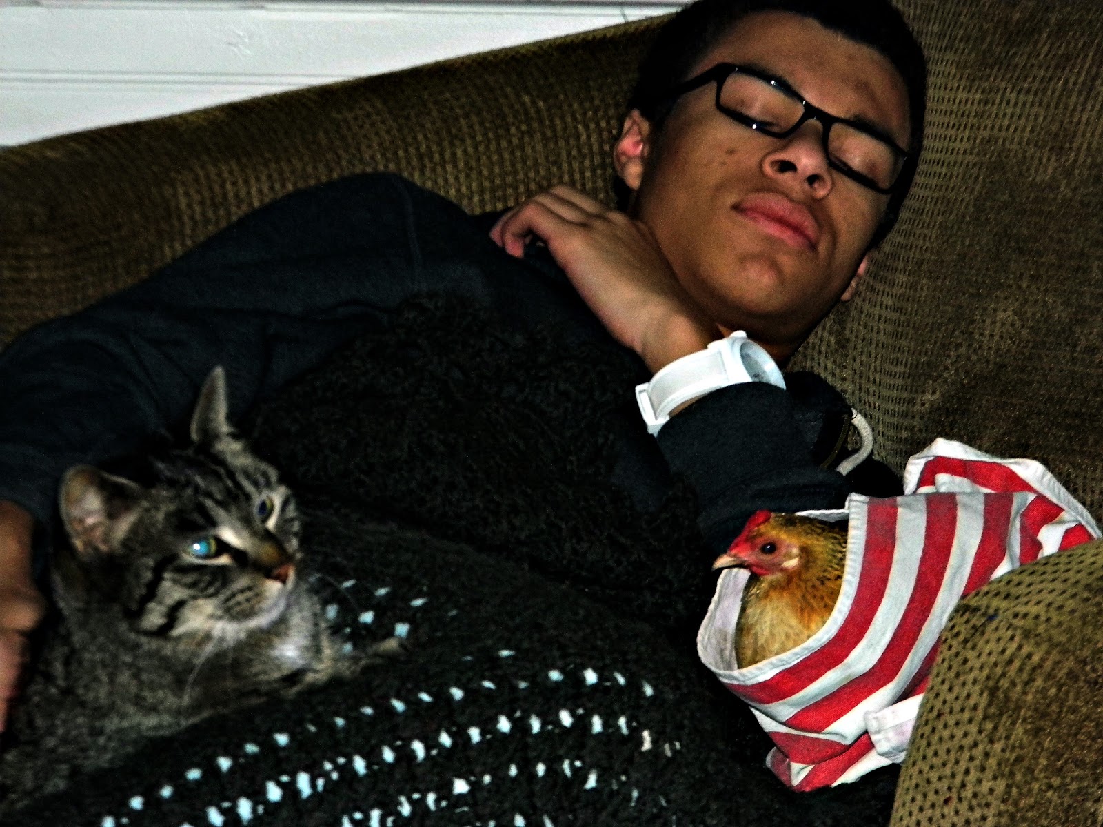 Tales from the Coop Keeper The Pause