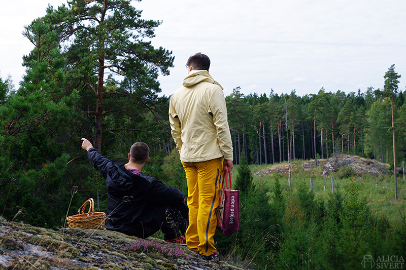 Picking mushrooms, photo by Alicia Sivertsson.