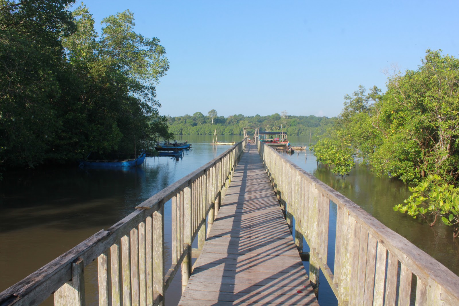 Bedul Mangrove Wonderful Sumberasri