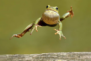 http://www.cuteness.com/sites/default/files/diy_blog/Its-Frog-Jumping-Jubilee-Day.jpg