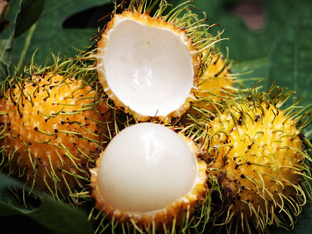 Rambutan+yellow+web+1.jpg