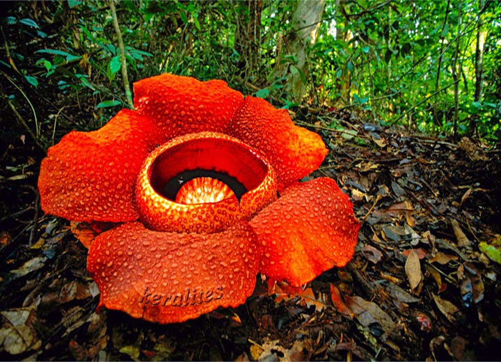 Giant Rafflesia Largest flower in the world