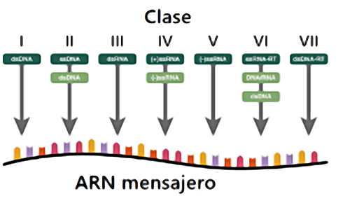 Clasificación de Baltimore según el genoma viral. Existen siete clases de genomas virales que pueden ser de DNA o RNA, y al mismo tiempo monocatenarios (ss) o bicatenarios (ds). Se muestra la ruta que toma cada tipo de virus para formar su mRNA (ARN mensajero) y la estrategia para su replicación (adaptado de Madigan et al., 2015) Clasificación según Baltimore