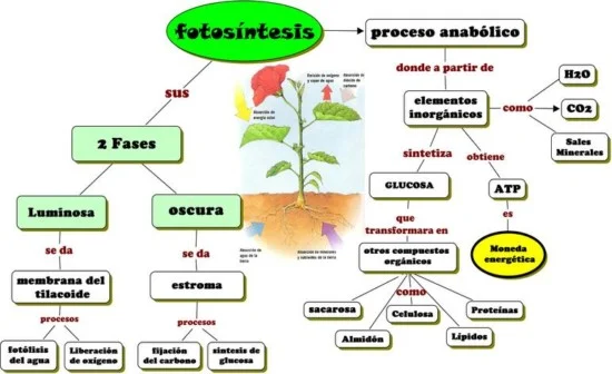 fases fotosintesis