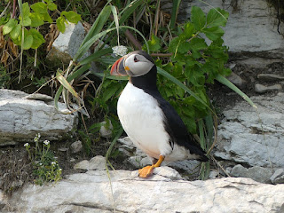 Macareux moine - Fratercula arctica - Perroquet de mer Macareux moine - Fratercula arctica - Perroquet de mer