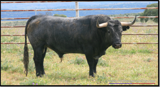 Schwarzer Stier Gibt Amateurin, Was Sie Will Schwarzer Stier Gibt Amateurin, Was Sie Will