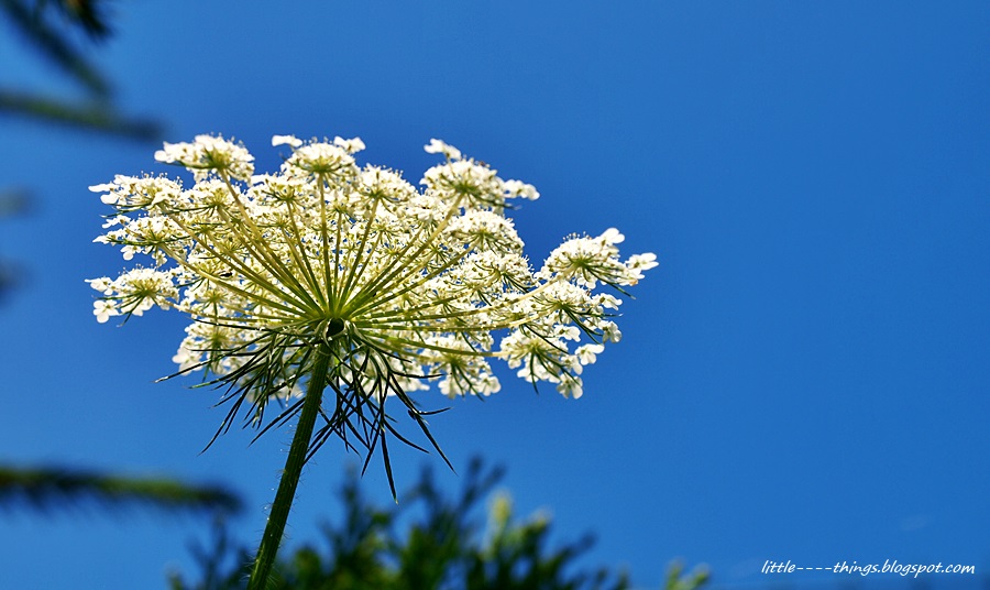 Queen Anne's lace Queen Anne's flowers, July wild flowers