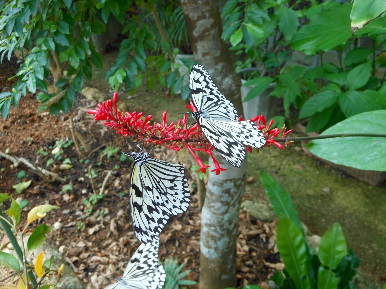 Hokkaido Kudasai Peace Park Butterfly Garden, Okinawa