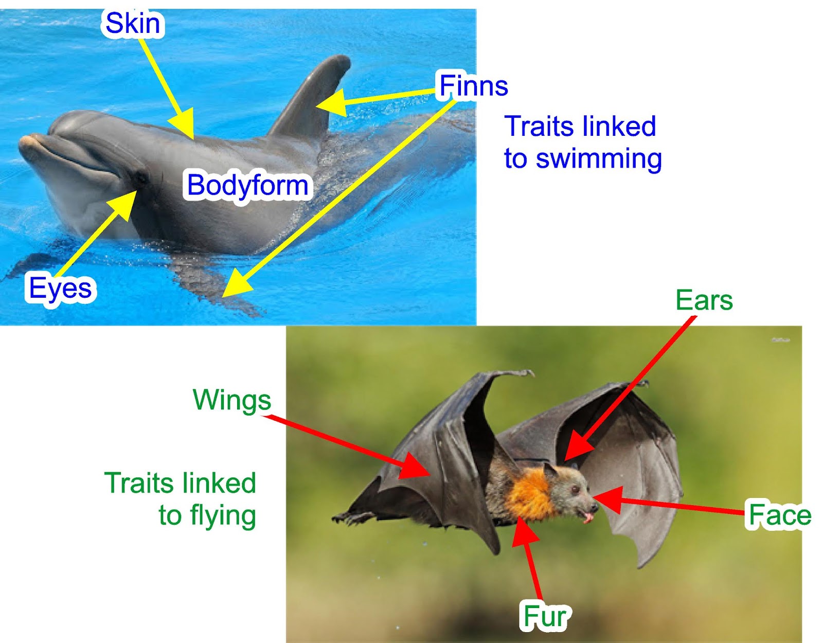 The Genealogical World of Networks Should we bother about
