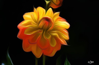 Blumen, flores, Flower, fleurs, květiny, Flores, blomme Blumen, flores, Flower, fleurs, květiny, Flores, blomme, blommor, çiçekler, kwiaty, Flor, Hoa, nở hoa, floración, bloom, Kukka, kukinta, La floraison, Fiore