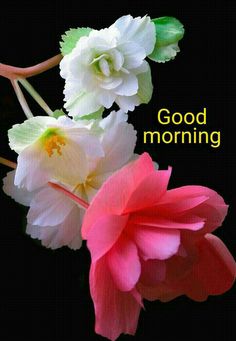 good morning flower images