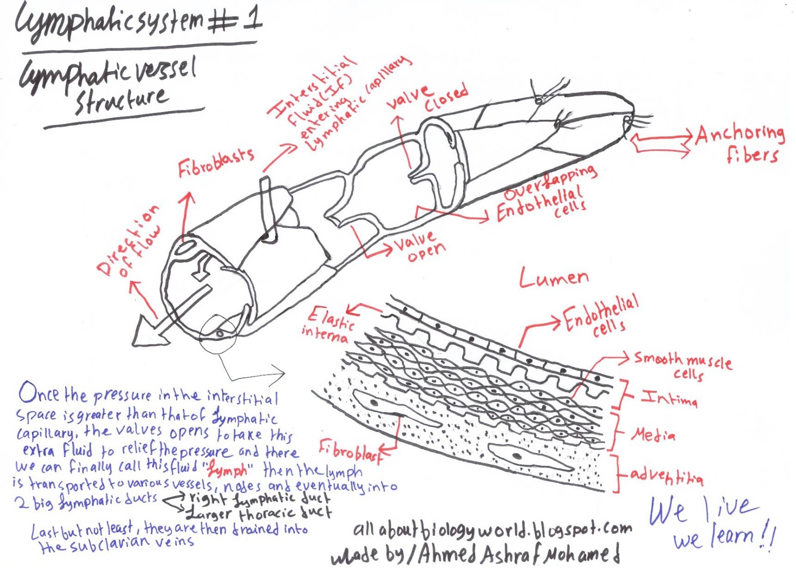Biology Club Overview Of The Lymphatic And Immune System