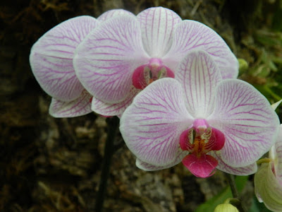 Allan Gardens Conservatory white and purple veined Phalaenopsis orchids by garden muses-not another Toronto gardening blog