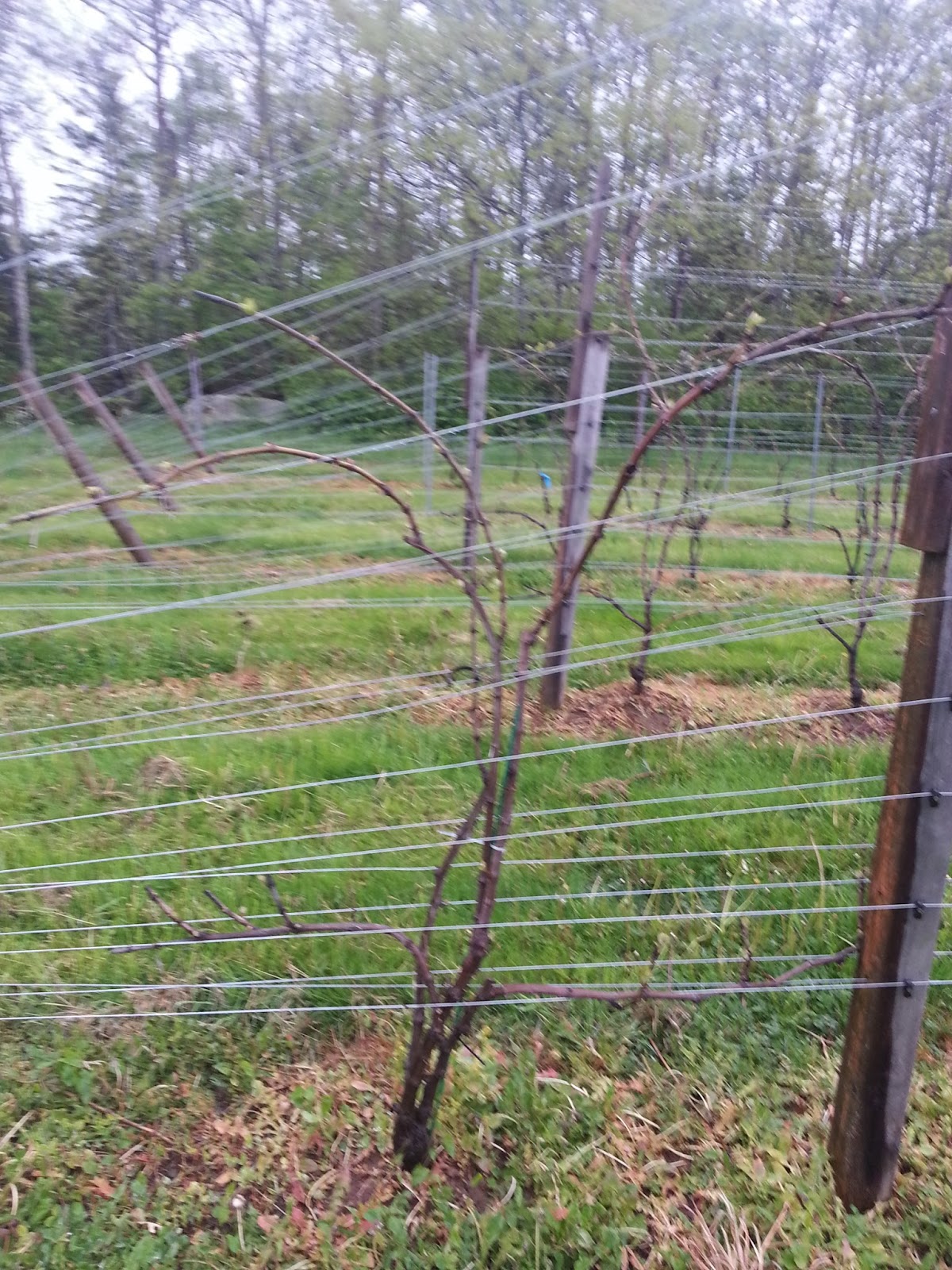 Granville Gardens Vineyard