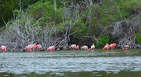 Flamingos at The Wetlands, Isabela Island, Galapagos