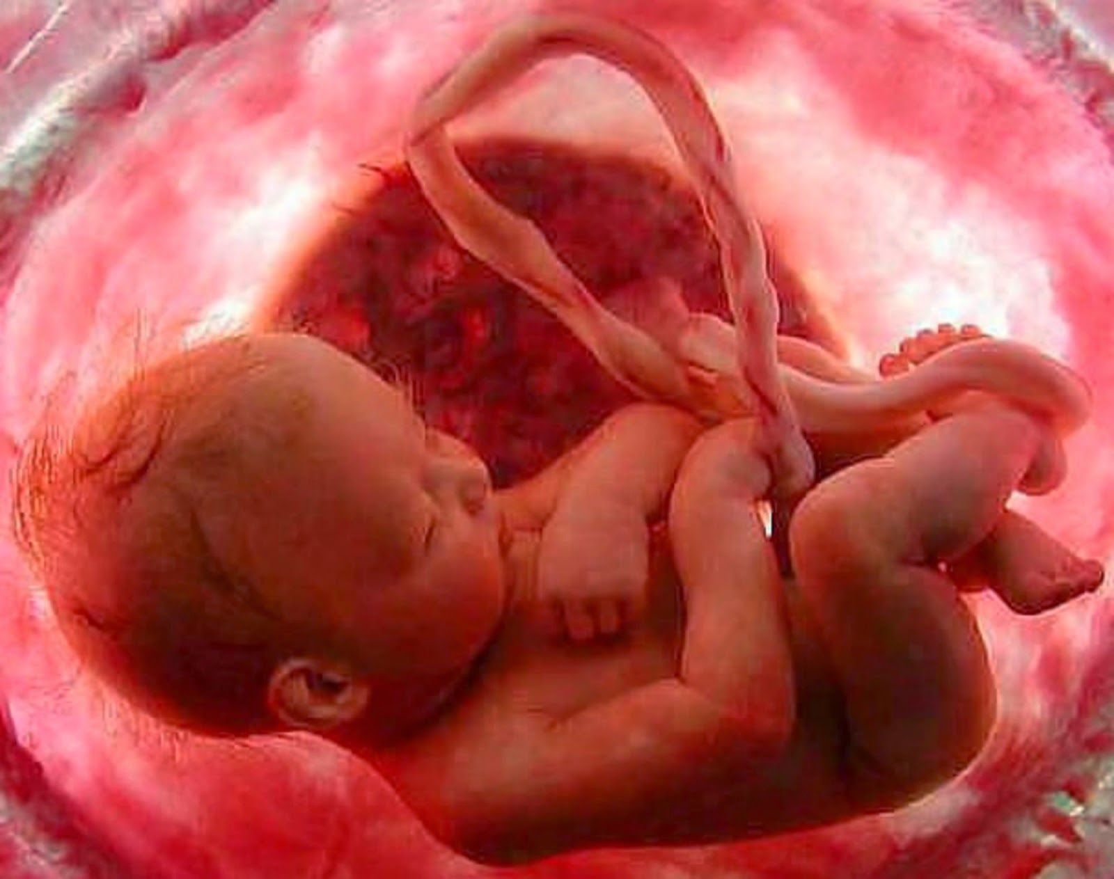 22 неделе плацента. Малыш в утробе матери.