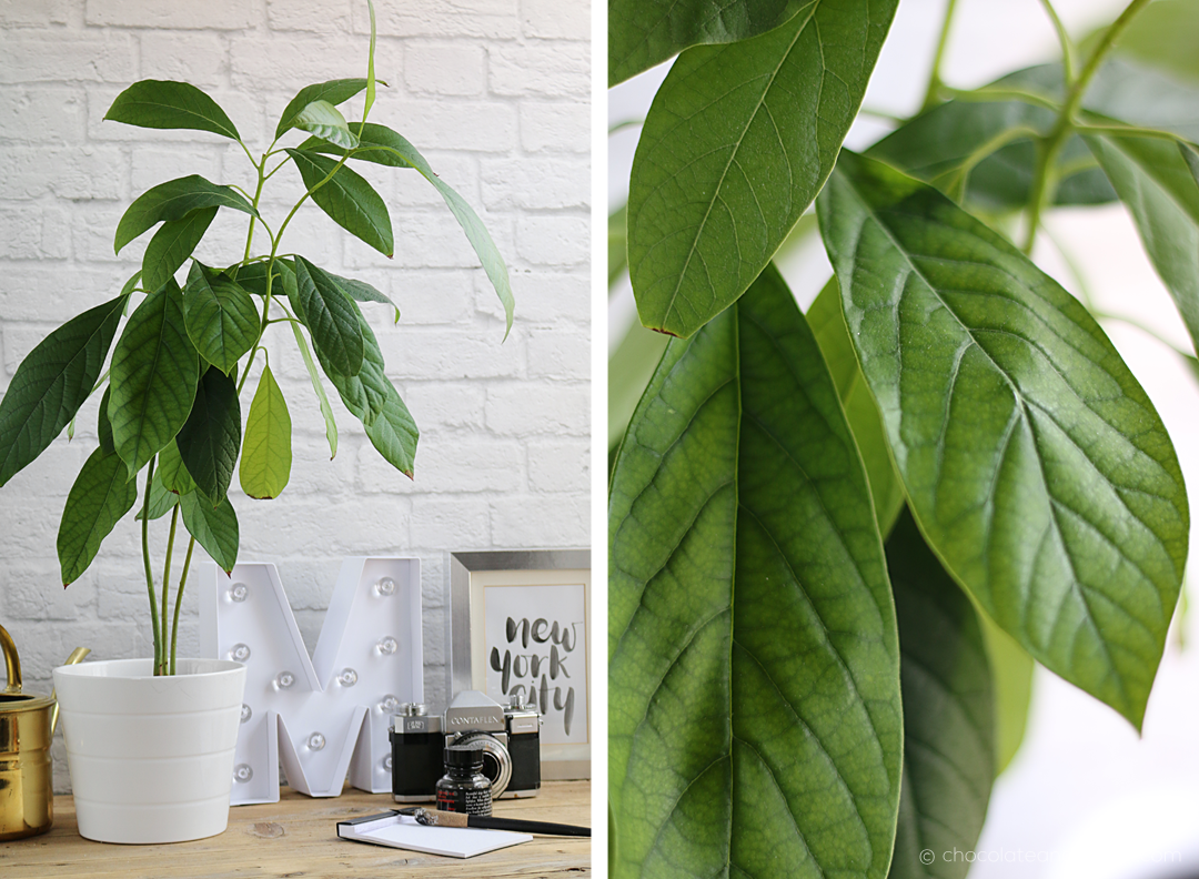 Avocado Baum ziehen aus Avocado Kern step-by-step how-to Avocado Baum ziehen aus Avocado Kern step-by-step how-to
