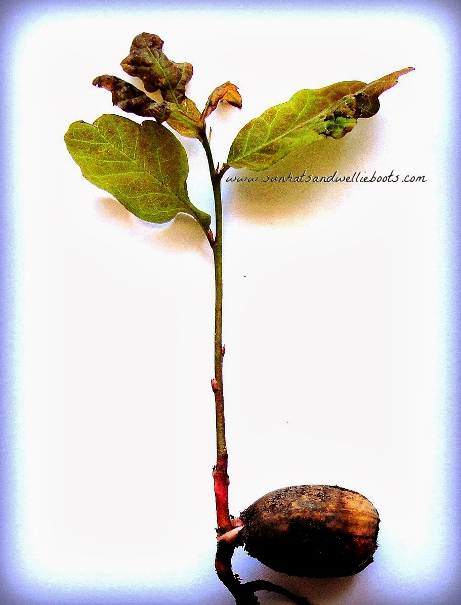 Sun Hats &amp; Wellie Boots How the Oak Tree got into the