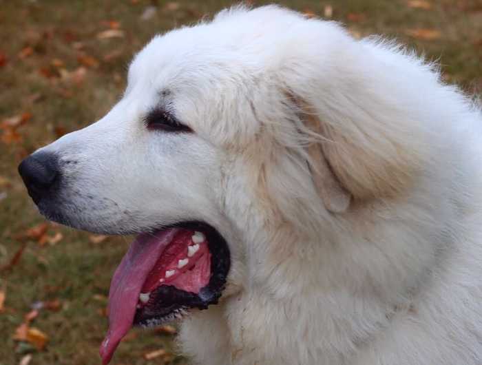 Great Pyrenees Dental Care