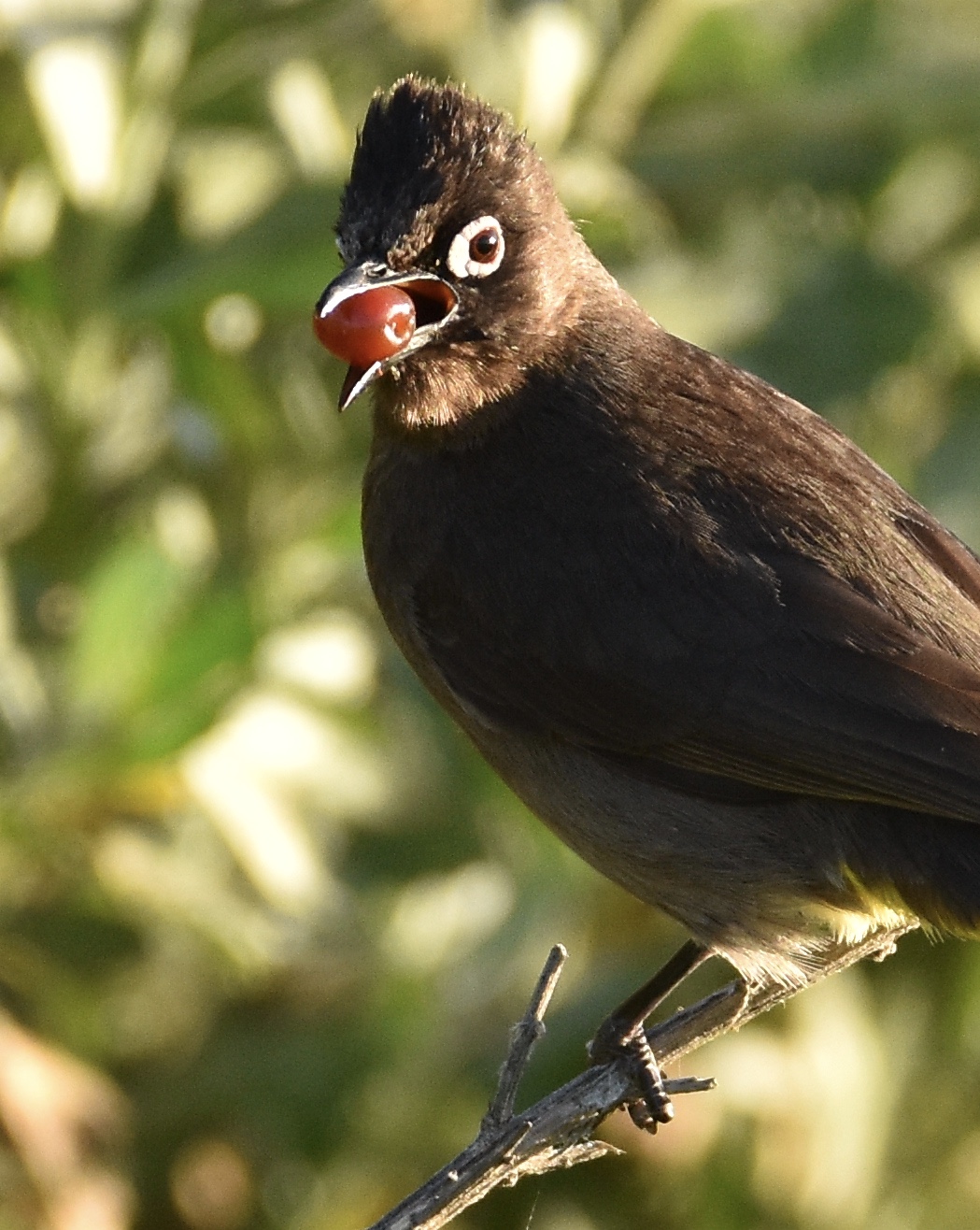 . Birding many hours of twitching at Zeekoevlei