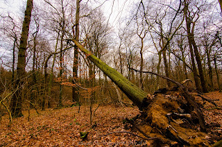 Natur Uentroper Wald Nikon