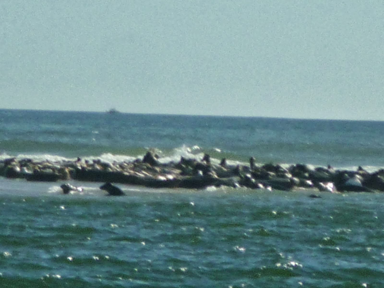 River Sister Kayaking with the seals in Eastham, Massachusetts