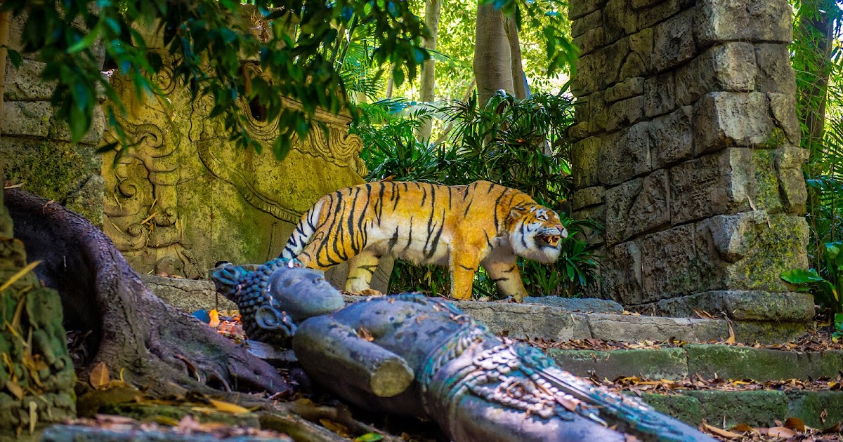 Jungle Cruising Through the Day