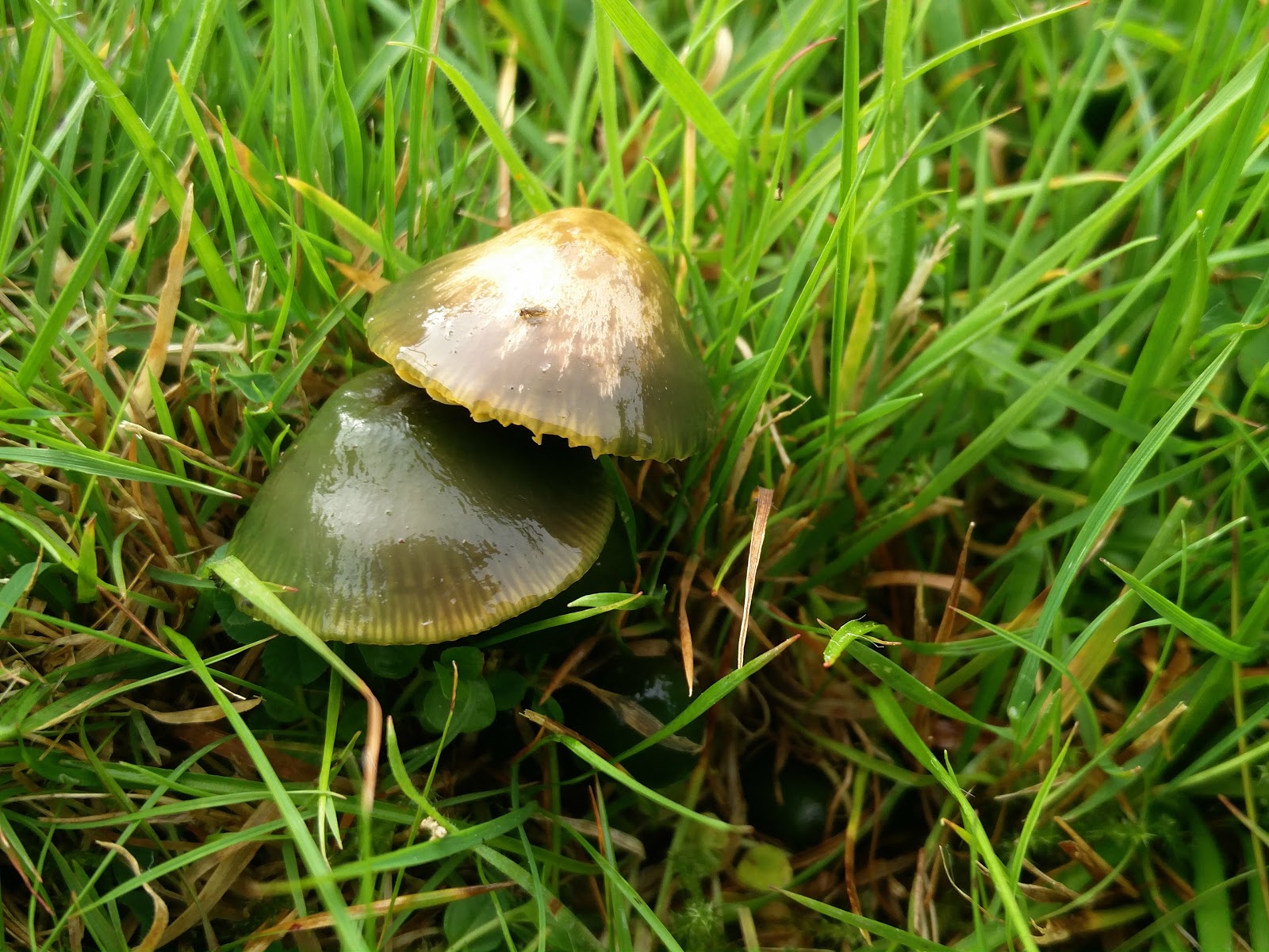Misidentifying Fungi Flatford Fungi