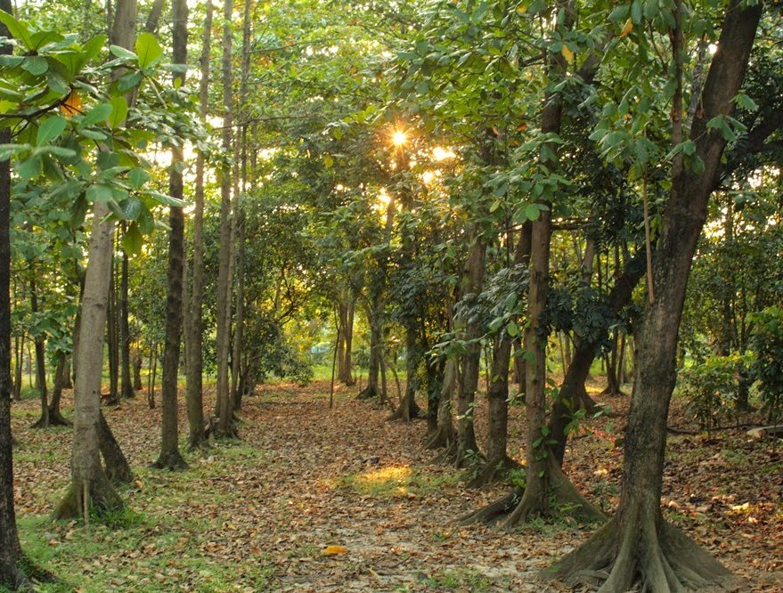 Hutan Kota