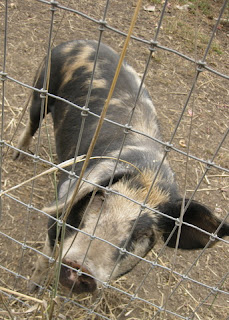Curious young mottled pig sniffs us through a wire fence.