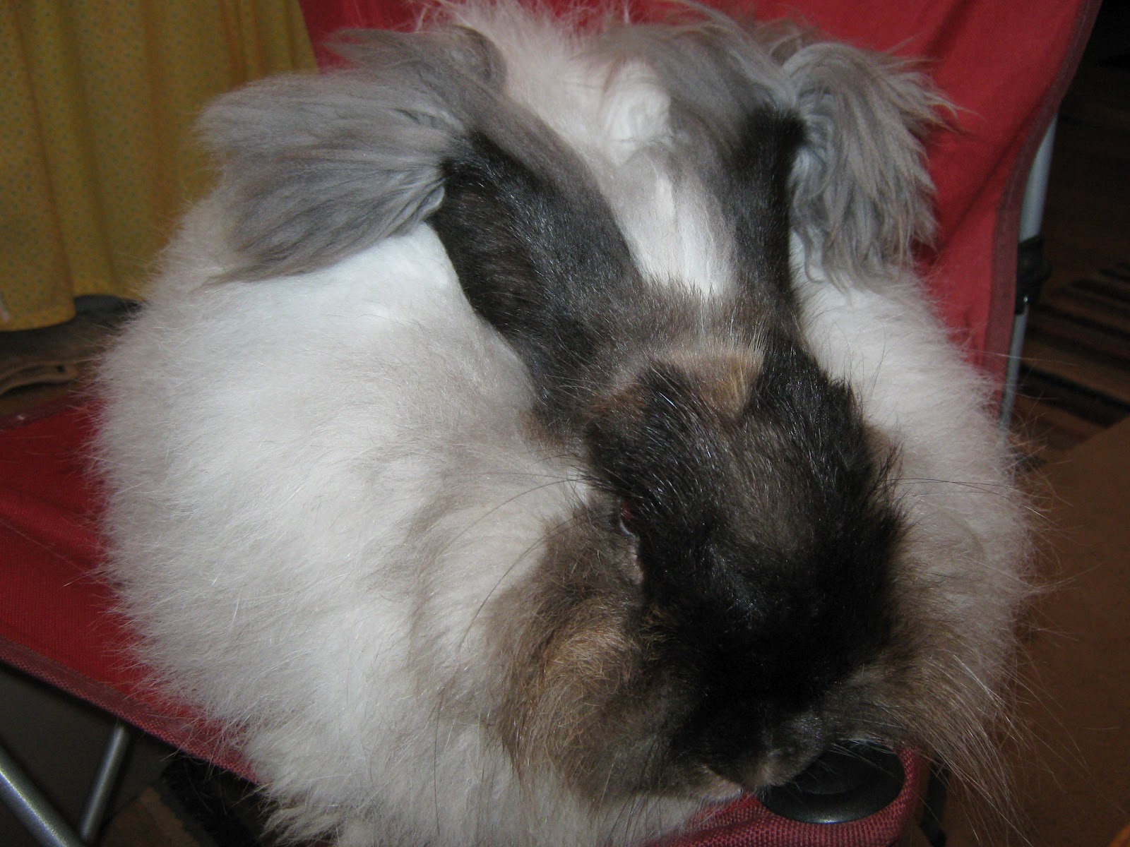 Storm Warning Farm: Sable German Angoras