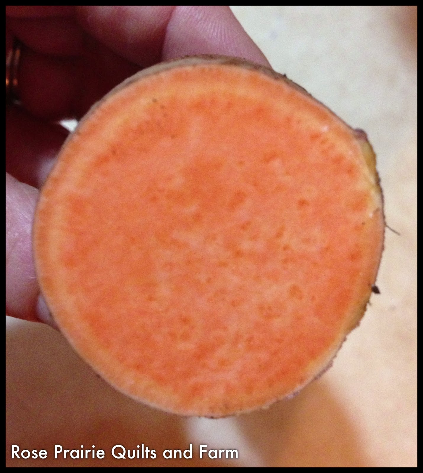 Starting Sweet Potato Slips