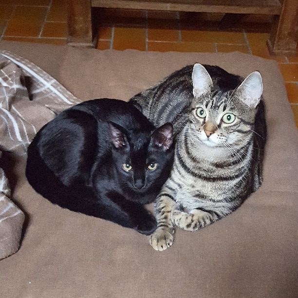 Ebano nero micio pic