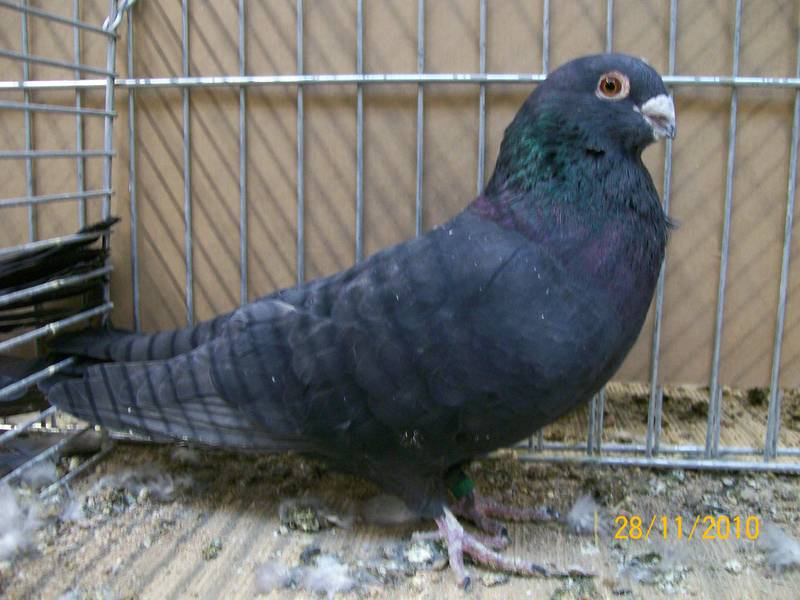 Syrian Swift Pigeons Pigeons Fall
