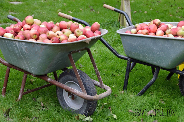Äpfel Ferienhof Fischer Sörup
