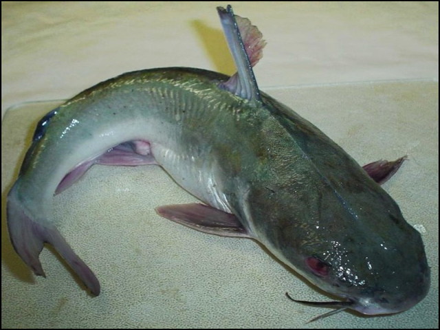 Gambar Ikan Patin