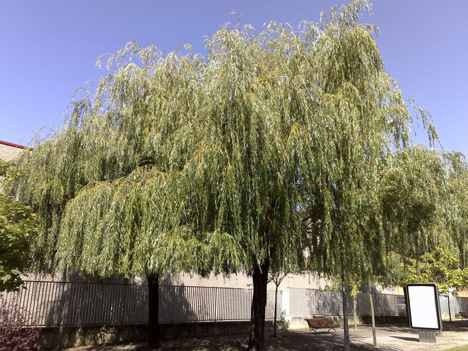 Árboles con alma Sauce llorón. Desmai. (Salix babylonica)