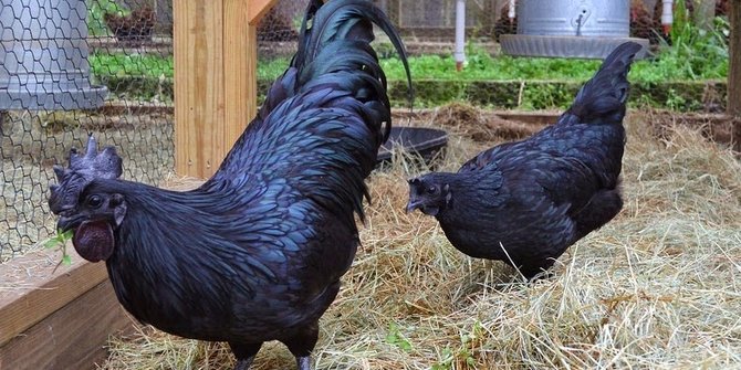 86 Gambar Ayam Cemani Dan Harganya Paling Bagus 86 Gambar Ayam Cemani Dan Harganya Paling Bagus