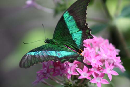 Banded Peacock Butterfly Banded Peacock Butterfly