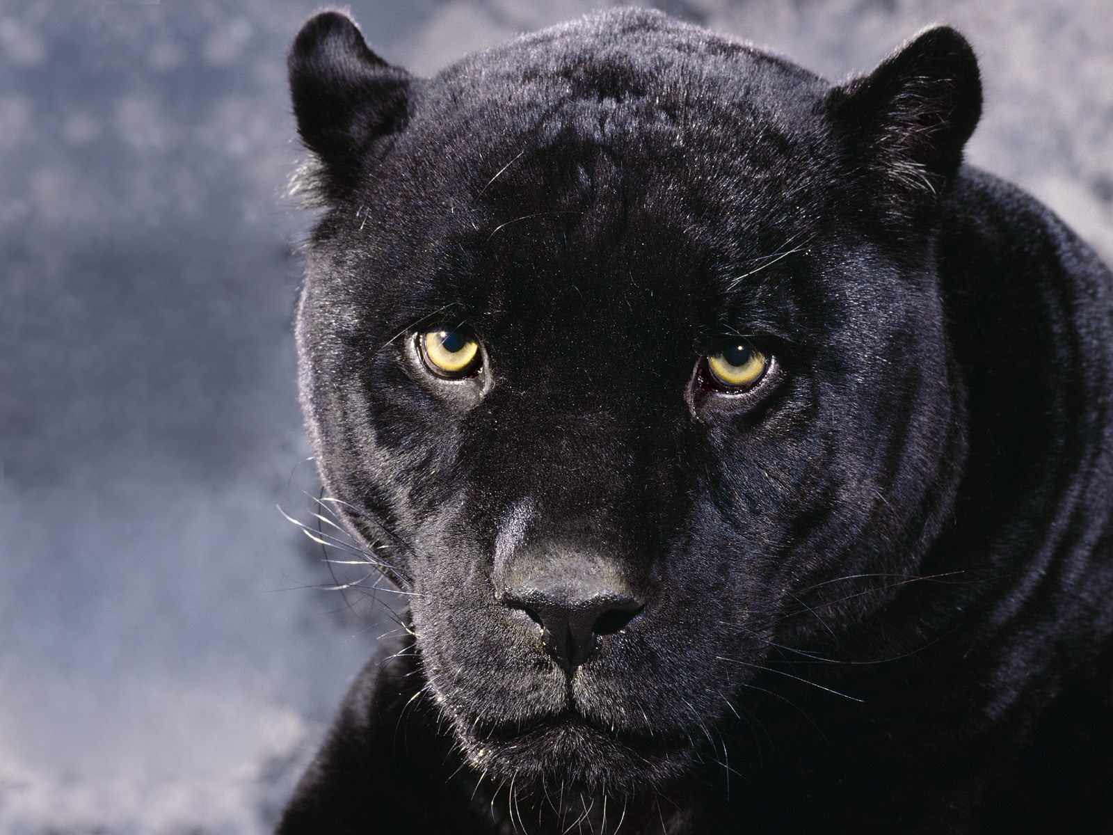 Wallpapers Y Fondos De Tigres panteras grandes Felinos tiger panter big Cat wallpapers-y-fondos-de-tigres-panteras-grandes-felinos-tiger-panter-big-cat