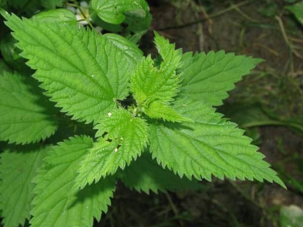 Properties of the nettle In traditional medicine GizMiz