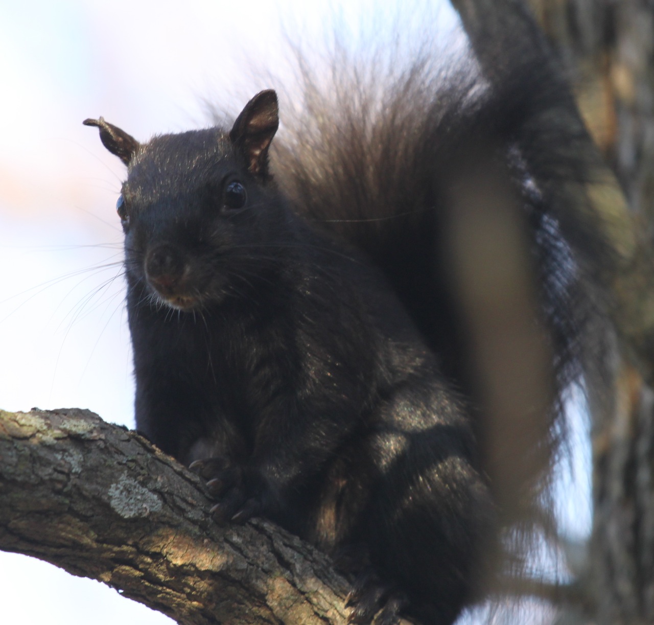 Kalamazoo Seasons Black Squirrel