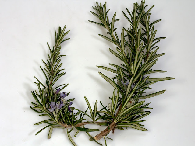Rosemary essential oil is an energizing oil, it helps to restore mental alertness when experiencing fatigue