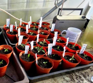 Tomato, Pepper and Aubergine Seedlings Image: tomato seedlings on the HenSafe Smallholding