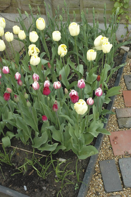 It may have taken a long time for them to arrive this year, but when they did, the tulips made it in style.